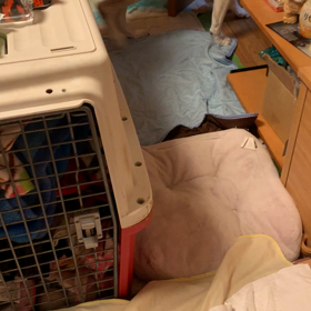 よもぎ、注射と点滴 からの逃亡（笑）実はこっちが先の画像