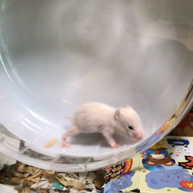 ゴルハムクリーム　生後16日目の画像