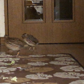 我が家のペットうずら メッティ&オレンジの画像