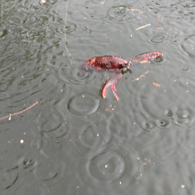 ぎじえもん☔朝のさんぽの画像