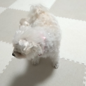 モコの気持ちの画像