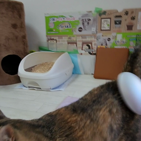 ブラシhttps://www.amazon.jp/hz/wishlist/ls/WFの画像