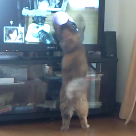 見てるけどの画像