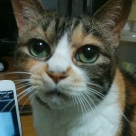 こももさんの画像