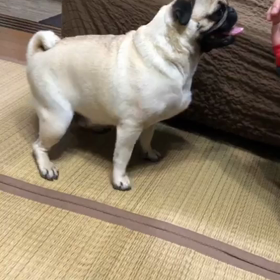 今日のさくらももこの画像