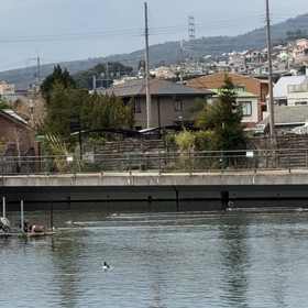 鴨レースの画像