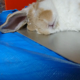 アハハ(;ﾟ∇ﾟ)の画像