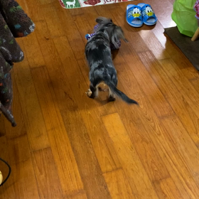 遊びたがりの画像