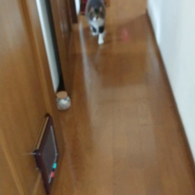 にゃんにゃん君の画像