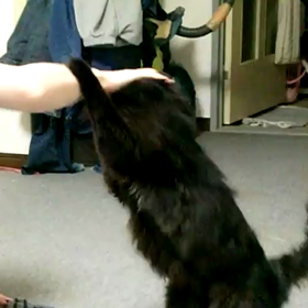 先代にゃんこの黒猫こたろー(ΦωΦ)の画像