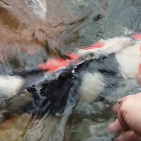 いまごろ？？？の画像