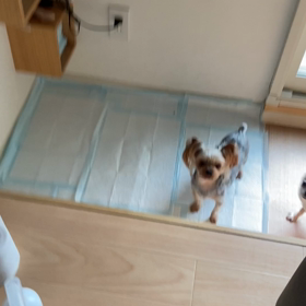 オリーブさん喜びの舞^_^の画像