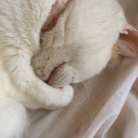 いびき2連発pppの画像