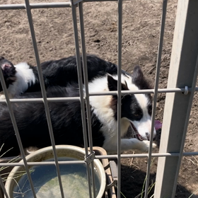 おすすめ　ボーダーコリーの画像