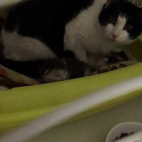 お腹ちゅいたにゃんの画像