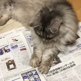 遊ぶ(=^ェ^=)の画像