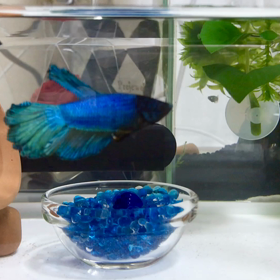 メダカ鑑賞するベタちゃんの画像