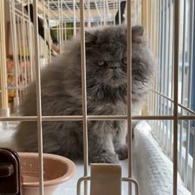 モネちゃんの画像