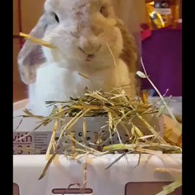 ぽりぽりぽりぽりの画像