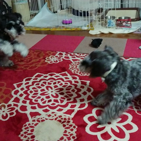 初ワンプロの画像