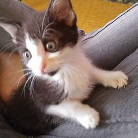 チビネコたちの画像