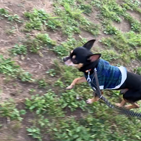 5月25日12わんこと1時間遠足  代々木公園の画像