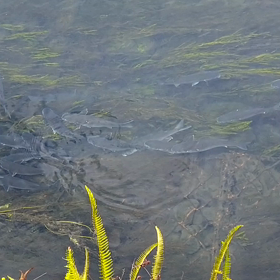 和製ボーンフィシュの画像