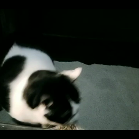 マル秘映像！の画像