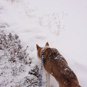 今日は吹雪いています‼️の画像