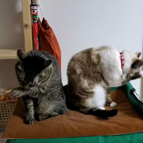 今日の猫の画像