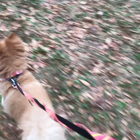 ♪お散歩動画♪代々木公園♪の画像