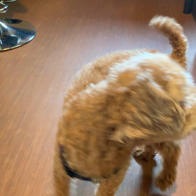 新規様御来店！の画像