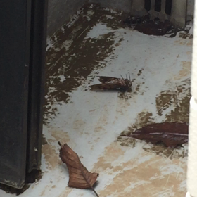 夏を惜しんでの画像