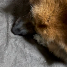 マロさんもキレますの画像