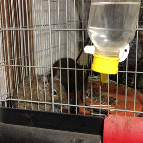 暴れん坊とんちゃんの画像