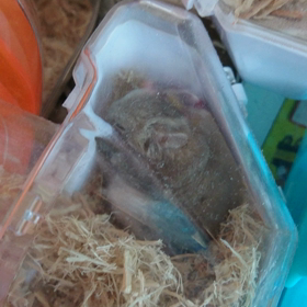 痒ぃ～のぉ～♪_(^^;)ゞの画像