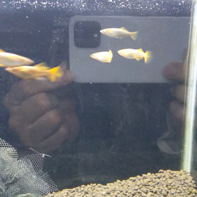 紅鳳龍選別漏れの画像