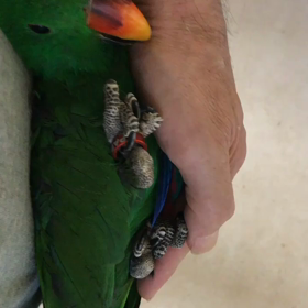 ニギコロの画像