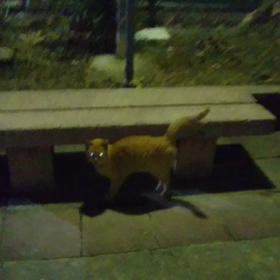 今夜のノラちゃんの画像