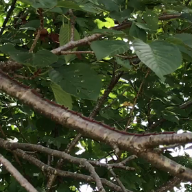 木の枝に謎の生命体がの画像