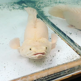 プラチナコンギクス動画！の画像