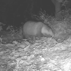 すぎぴたんの事件簿シーズン3　54話（柿を食べる食べる食べる）の画像