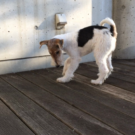 どんぐりコロコロ♪の画像