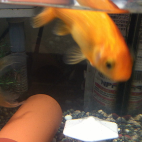 愛と青春の画像