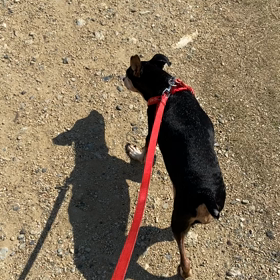 レモンちゃんでーすの画像