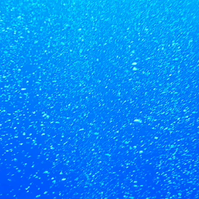 ファンダイビング‼️海人KGOLD石垣島の画像