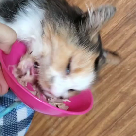 チャーミーの食欲の画像