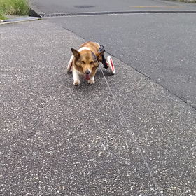 久しぶりのおじーちゃん犬の画像