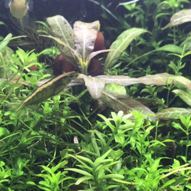 アベニーさんのおはなし、その４。エサの準備。の画像