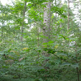 ウグイスでしょ、きっと。の画像